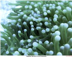 Cleaner shrimp on an anemone. I use a Nikon 7900 with an ... by Chuck Gunn 